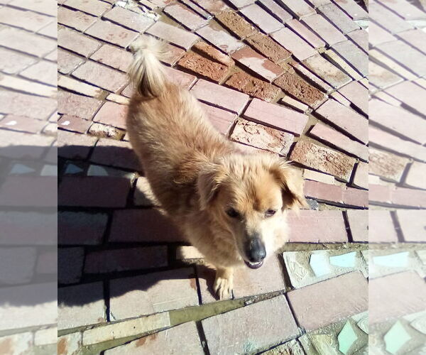 Medium Photo #3 Dachshund-Unknown Mix Puppy For Sale in Apple Valley, CA, USA