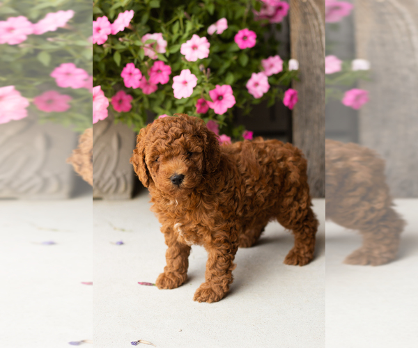 Medium Photo #3 Goldendoodle (Miniature) Puppy For Sale in TOPEKA, IN, USA