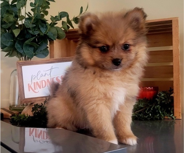Medium Photo #1 Pomeranian Puppy For Sale in ORRVILLE, OH, USA