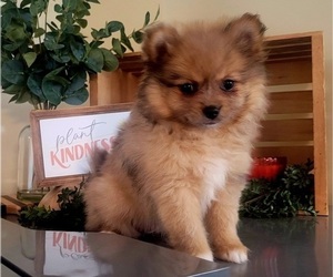 Pomeranian Puppy for sale in ORRVILLE, OH, USA