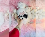 Poodles - Female Poodle (Toy) Puppy for Sale - Photo #6