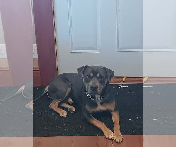 Medium Photo #1 Mutt Puppy For Sale in Waterloo, IA, USA