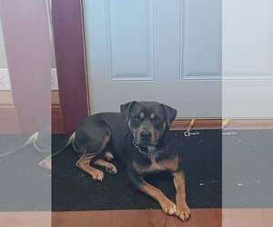 Mutt Dogs for adoption in Waterloo, IA, USA