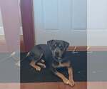 Maverick - Male Mutt Dog for Adoption - Small photo
