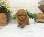 Small Photo #3 Poodle (Toy) Puppy For Sale in SAN FRANCISCO, CA, USA