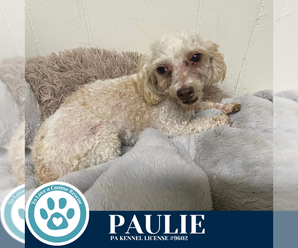 Medium Photo #3 Poodle (Miniature) Puppy For Sale in Kimberton, PA, USA