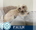 Small #2 Poodle (Miniature)