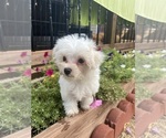 Small #9 Maltese