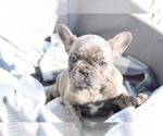 Small Photo #4 French Bulldog Puppy For Sale in GILLETTE, WY, USA