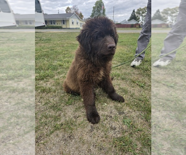Medium Photo #2 Newfoundland Puppy For Sale in TILTON, IL, USA