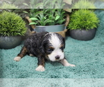 Small Cavapoo (Miniature)