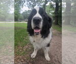 Small #2 Great Pyrenees Mix