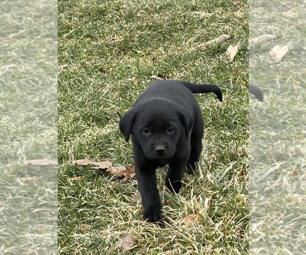 Medium Photo #9 Labrador Retriever Puppy For Sale in WAKARUSA, IN, USA