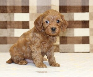 Cavapoo (Miniature) Puppy for sale in DENVER, PA, USA