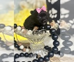 Small #7 Pomeranian