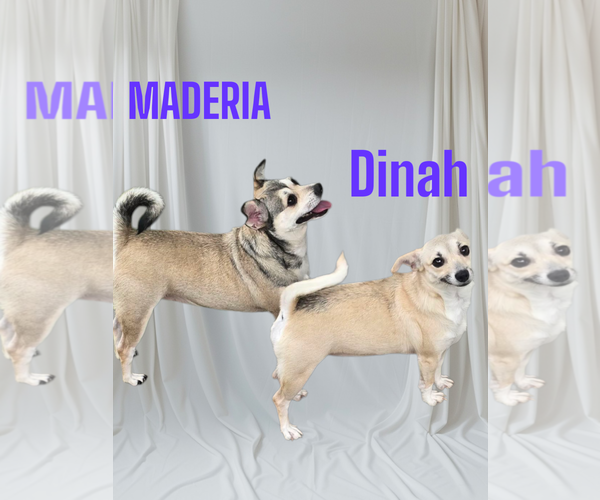 Medium Photo #1 Chihuahua-Unknown Mix Puppy For Sale in Seaford, DE, USA