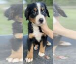 Small #9 Bernese Mountain Dog