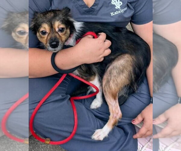 Medium Photo #3 Chihuahua-Unknown Mix Puppy For Sale in New York, NY, USA