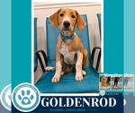 Small #1 Labrador Retriever Mix