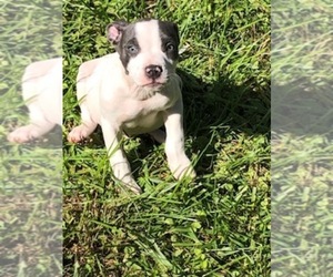 Bullypit-Unknown Mix Puppy for sale in GLYNDON, MD, USA