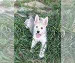 Small Photo #4 German Shepherd Dog-Siberian Husky Mix Puppy For Sale in CONROE, TX, USA