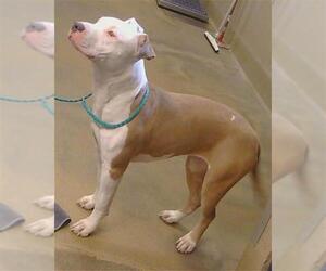 Mutt Dogs for adoption in Sacramento, CA, USA