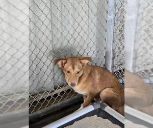 Labrador Retriever-Unknown Mix Dogs for adoption in Conroe, TX, USA