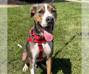 Owen - Male Mutt Dog for Adoption - Photo #6
