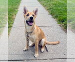 Small #1 Mutt