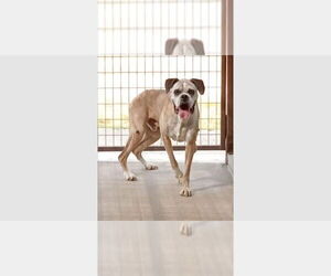 Boxer Dogs for adoption in Austin, TX, USA