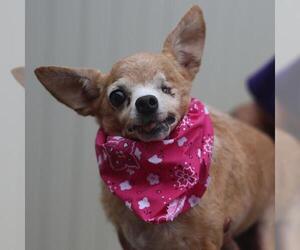 Chihuahua-Unknown Mix Dogs for adoption in San Antonio, TX, USA