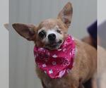 Small Chihuahua Mix