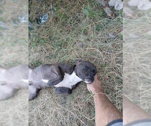 American Staffordshire Terrier Dogs for adoption in San Antonio, TX, USA