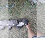 Small American Staffordshire Terrier