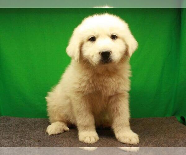 Medium Photo #5 Great Pyrenees Puppy For Sale in SHAWNEE, OK, USA