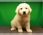 Small Photo #5 Great Pyrenees Puppy For Sale in SHAWNEE, OK, USA