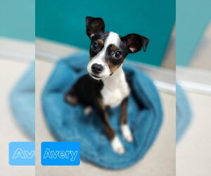 Feist Terrier-Unknown Mix Dogs for adoption in Mooresville, NC, USA
