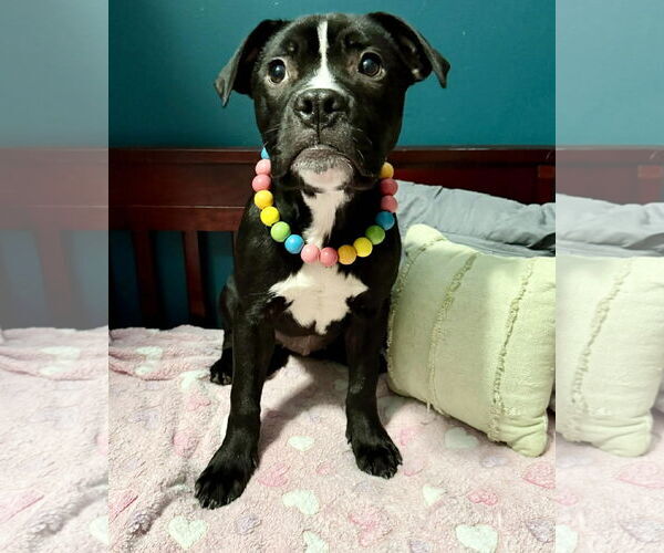 Medium Photo #3 Mutt Puppy For Sale in Princeton, MN, USA