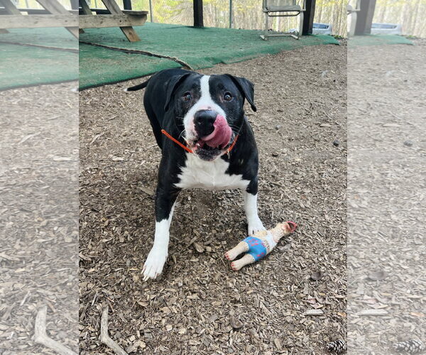 Medium Photo #3 Mutt Puppy For Sale in Clarkesville, GA, USA