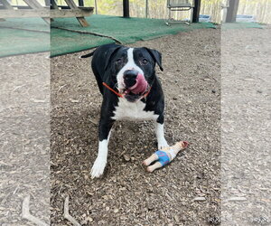 Major (Bio ✅) - Male Mutt Dog for Adoption - Photo #3