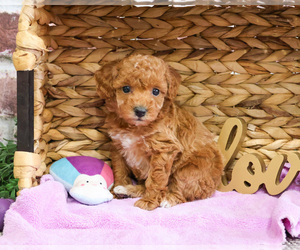 Poodle (Miniature) Puppy for sale in SYRACUSE, IN, USA