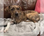 Small #5 Boxer-Plott Hound Mix