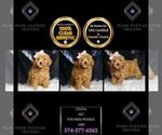 Puppy Celina AKC Poodle (Miniature)
