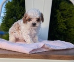 Small Photo #64 Cavapoo (Miniature) Puppy For Sale in GOSHEN, IN, USA