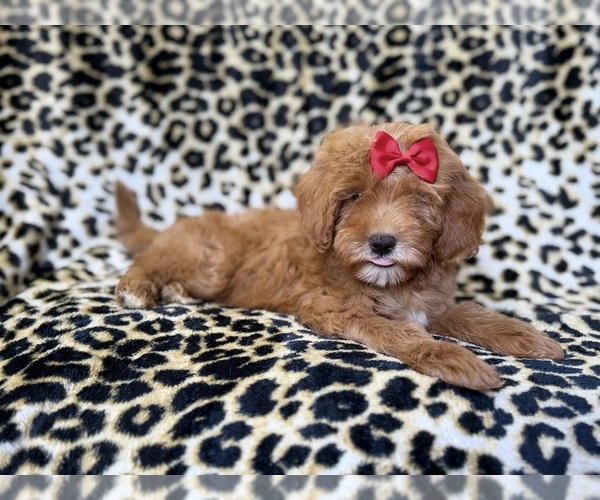 Medium Photo #3 Cavapoo (Miniature) Puppy For Sale in LAKELAND, FL, USA