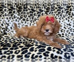 Small #2 Cavapoo (Miniature)