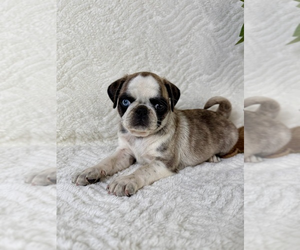 Medium Photo #5 Pug Puppy For Sale in GREENFIELD, IN, USA