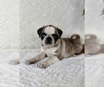 Small #4 Pug