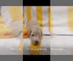 Small Photo #16 Bordoodle Puppy For Sale in COPPERAS COVE, TX, USA