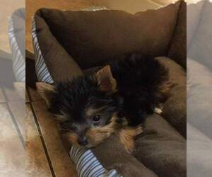 Yorkshire Terrier Puppy for sale in SANTA MONICA, CA, USA